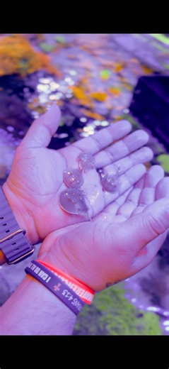 Horseshoe Crabs Back in Stock!