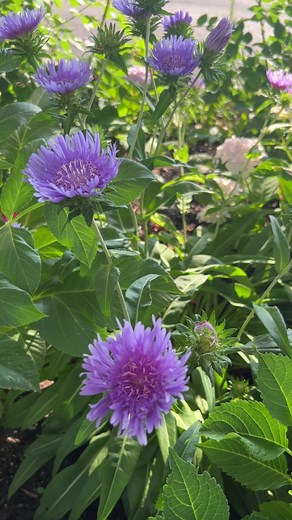 Flower of the day STOKES’ ASTER also known as Stokesia #toronto #fbreels #fbreelsvideo #flowerseverywhere #fyp #highlights #stokesaster #stokesia | Yangson Maricel