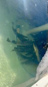 Fisheries NT on Reels