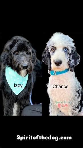 #aussiedoodle #aussiedoodlepuppies #merlepups #blueeyedpups #doodles | Spirit of the Dog, LLC, Spirit Dog Kennels
