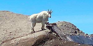 Climbing Mount St. Helens: A Volcanic Adventure