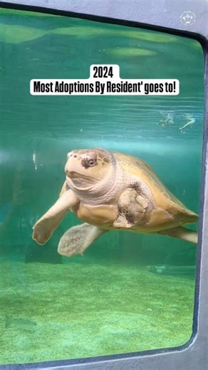 12K views · 219 reactions | 殺 You guys are the best! Most adoptions by a resident goes to ..... 1. Cowgirl 2. Poppy 3. Gerry 4. Merry Christmas 5. Hang Ten 6. Bagua  Who will you adopt this year! https://sea-turtle-inc-store.myshopify.com/collections/adoptions-1/products/resident-adoption | Sea Turtle, Inc | Facebook