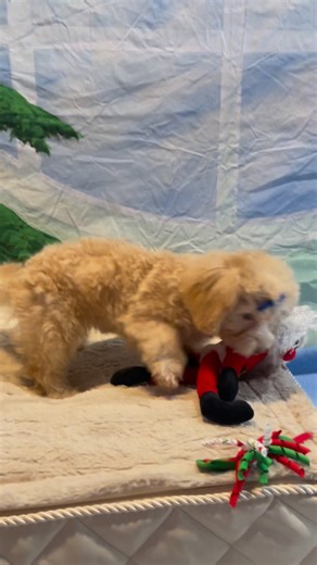 Santa is no match for our little Lhasapoo come see her and all her little friends, even the little ferrets! 2468 SE Federal Hwy Stuart, FL Or give us a call 772-348-0800 #WWE #Christmas #puppy #ferrets | Noble Paw Pets & Puppies Pet Center