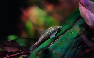 小型甲鲶——吸血鬼小精灵