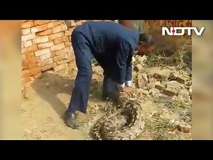 Watch: Massive 12-Foot Python Captured From Allahabad College