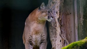 Puma, Predator, Dangerous. Free Stock Video