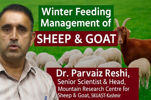68K views · 922 reactions | Winter Feeding Management of Sheep and...