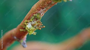 Macro of the Arrayan Tree in Bariloche