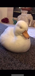 1.8M views · 11K reactions | sleepy boye | Smol Animal Memes | Facebook