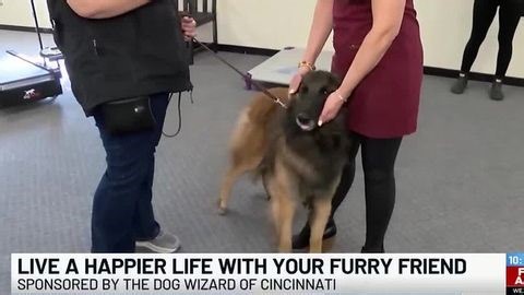 Live a happier life with your furry friend | Haystack News