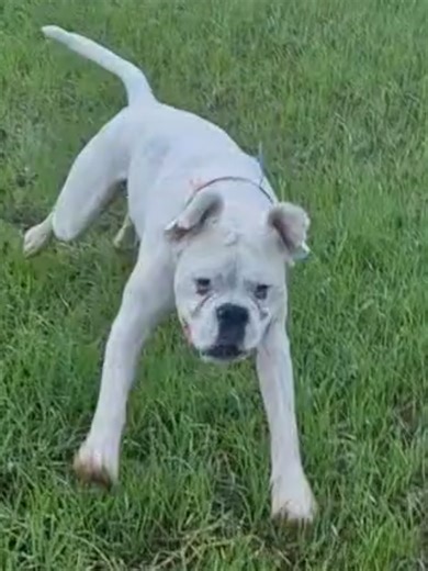 Boxer dog owners know the pain of getting items out of their chops. 😂 #cutepets #boxerdogsoftiktok #whiteboxerdog #dogsoftiktok #dogmeme