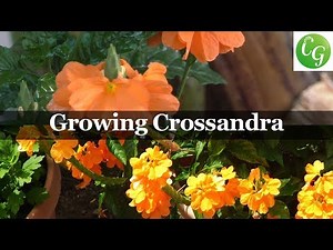 Flora Series - Growing Crossandra Sundance Firecracker Plant