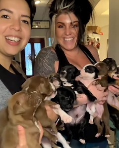 1.8M views · 10K reactions | This couple dedicate their lives to rescuing stray dogs 凉 ❤️ | Furry Tails | Facebook