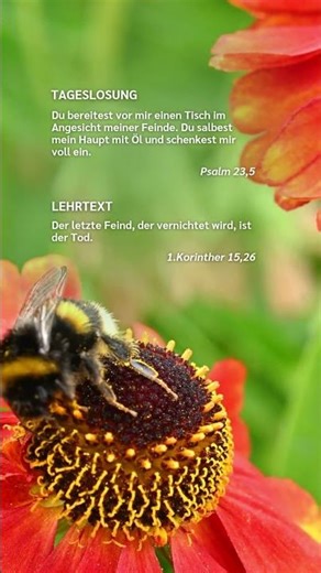 Tageslosung für den 5. April #shorts