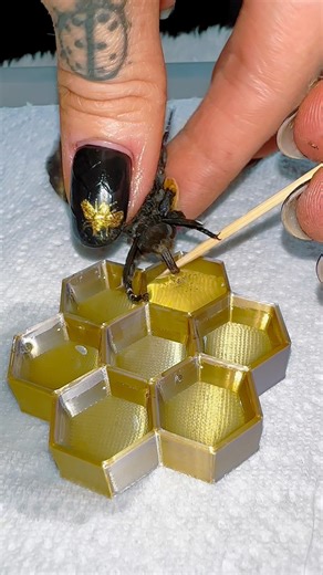 ✨ Deaths head Moth feeding ✨ #moths | Jumping spider & Moth life