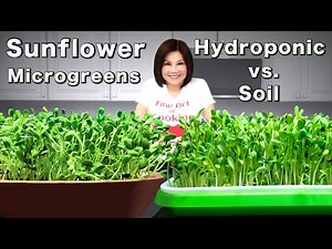 Sunflower Microgreens - Hydroponic vs. Soil 向日葵芽苗水培種植
