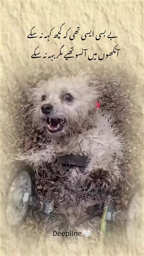 it's true 🥹 #fypvira #foryoupagе #urdupoetry #onemillion