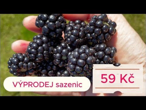 VÝPRODEJ: ostružina🌿, kterou nikdo nechtěl - 59Kč. Pěstování ostružin.