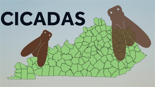 MAP | Kentucky at epicenter of 2025 cicada emergence; where you could see them