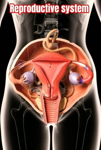 Human Reproduction Explained in 3D | Fertilization Process"#3danimation #shorts #science #biology