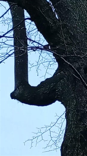 Long-tailed tit in song