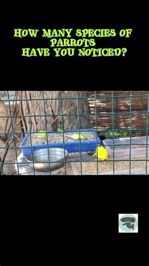 Large family of parrots