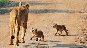 Lioness Reunites with Her Separated Cubs After Hearing Their Cries Two small lion cubs were separated from their mother and took shelter in the tall grass. The lioness began vocalising to find them, and the cubs started calling back. Because of the thick grass, the cubs were unable to see their mom. She walked onto the road, continuing her calls. The cubs moved in her direction and finally appeared at the roadside. They reunited with their mother before the three of them disappeared back into th