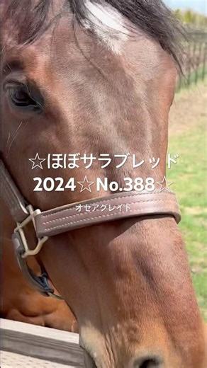 ☆オセアグレイト☆ほぼサラブレッド2024☆No.388☆4月21日☆ #オセアグレイト #oceagreat #horse #馬 #サラブレッド #ヨギボーヴェルサイユリゾートファーム