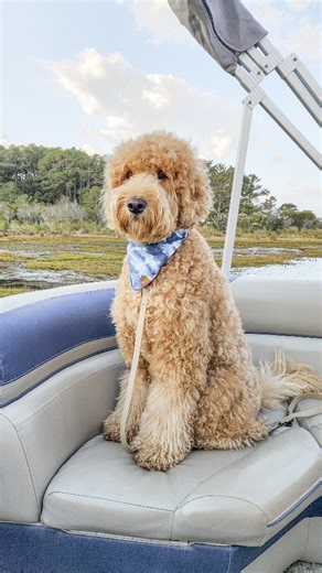There is an island in Virginia where you can spot wild ponies, bald eagles, dolphins, and a pink flamingo... what?! 🐎🦅🐬🦩 ✨️Dog-friendly✨️ We took a wildlife tour of Assateague and Chincoteague Islands last weekend on a six-passenger pontoon boat last weekend. We sought out and observed the wild ponies in their native habitat while listening to local history and information on Assateague and Chincoteague Island by Captain Ayden from @daisysislandcruises! Wild Ponies have inhabited Assateague 