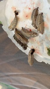 The painted lady butterflies are about to emerge! Stay tuned!❤️🦋 #paintedladybutterfly #caterpillar #butterfly #butterflies #metamorphosis #pollinators #insects | Learn To Grow