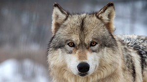 Federal agency hears testimony on fate of gray wolves
