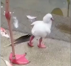 Baby Flamingo learning to stand on one leg! | Hilarious Ted