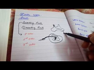 SPINAL CORD TRACTS AND ORDER OF NEURONS made EASY!