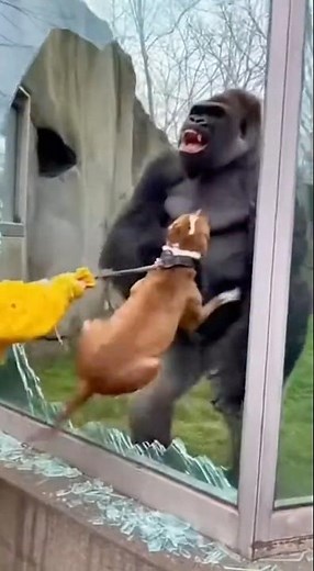 The pit bull jumped and grabbed the gorilla by the chest #pitbull #gorilla #animals #attack