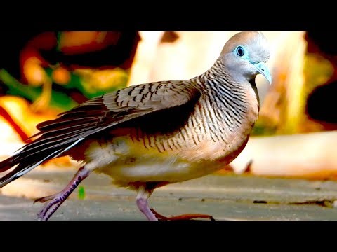 Incredible Close-Up of a Beautiful Zebra Dove!