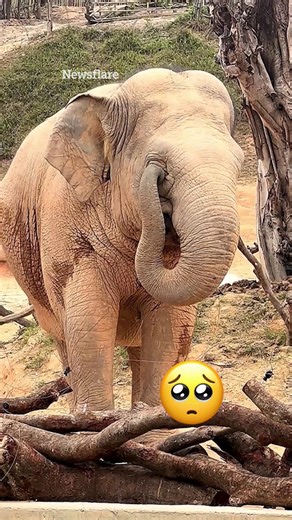 38K views · 287 reactions | Cute moment elephant calf uses his trunk to rub her eye like a human | The Scottish Sun | Facebook