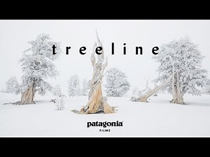 Trailer "Treeline" by Jordan Manley (2019)
