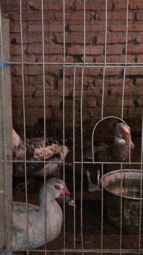 Duck Breeding Basics: How to Breed Ducks Successfully