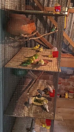 b#birdssetup#birds #budgies #lovebirds #java #finchbird