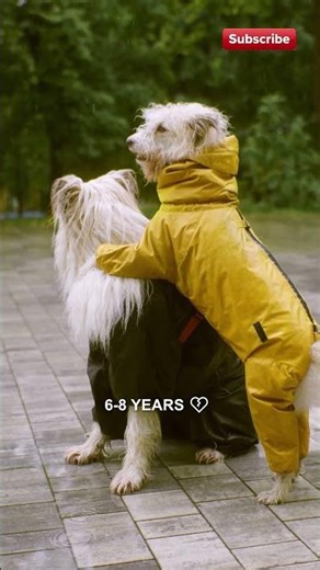 Irish Wolfhound: The Tallest Dog in the World? 🐾☘️