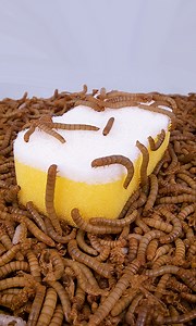 10 000🐛Mealworms vs. Everything 😂Timelapse | WormLapse