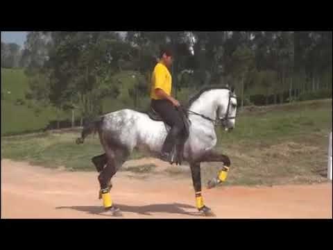 Cavalo dançando......