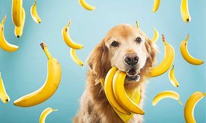 Yes - Dogs Can Eat Bananas! Here's Why