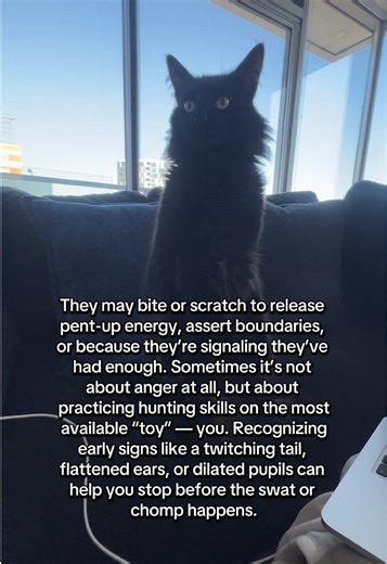 Why does my cat keep attacking my feet? Some basic cat knowledge.