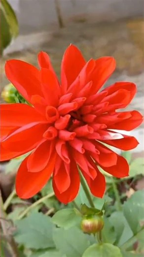 🌸 Flowers Video | Beautiful Flowers in Full Bloom | Relaxing Nature & Floral Scenery