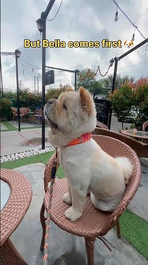 Sunday with Friends & Bella 🐶 | Food, Cafe & Chill #shorts #sunday #dogvlog #chowchow #friends