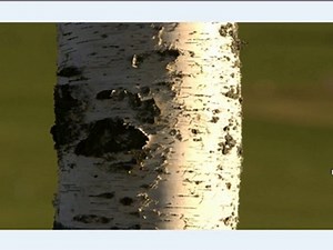 How To Convert CR2 To JPEG