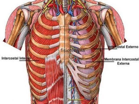 Músculo intercostal interno