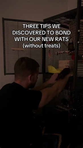 Three Tips to Bond with Our New Baby Rats