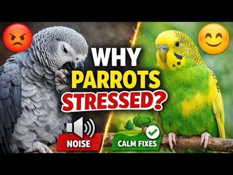 Why Parrots Get Stressed 🦜 | Simple Fixes That Really Work